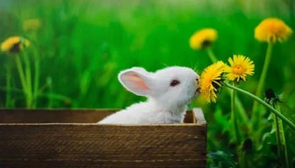 开云全站-德甲：汉诺威1-4败给门兴，守门员多次救险依旧难挡败局，汉诺威门将